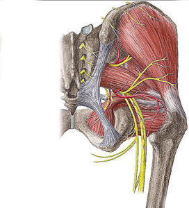 anatomia do quadril mostrando os músculos glúteos, responsáveis pelo equilibrio, nervo ciático, que pode inflamar quando exite uma tendinite dos gluteos ou piriforme